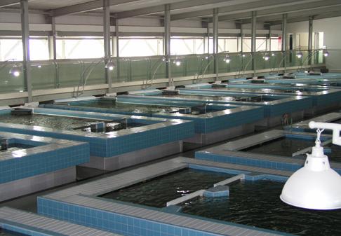 臭氧發生器在水產養殖與加工行業的