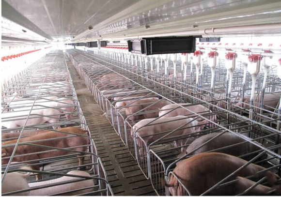 養殖場豬舍臭氧的使用與設計方案